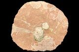 Fluorescent Calcite Geode In Sandstone - Morocco #69899-2